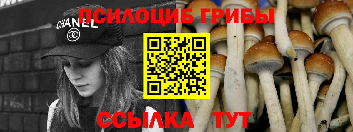 Галлюциногенные грибы Psilocybe Кизилюрт